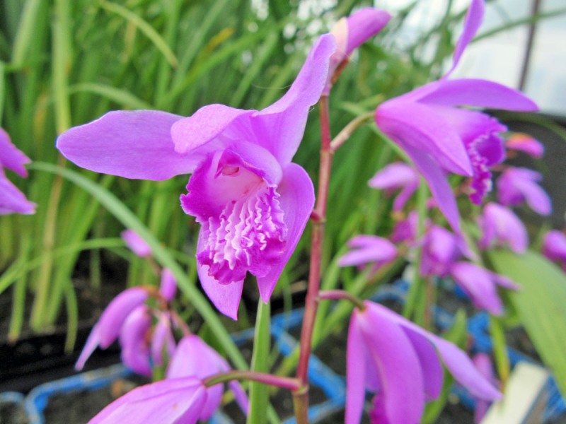 Bletilla striata - Supmforchidee
